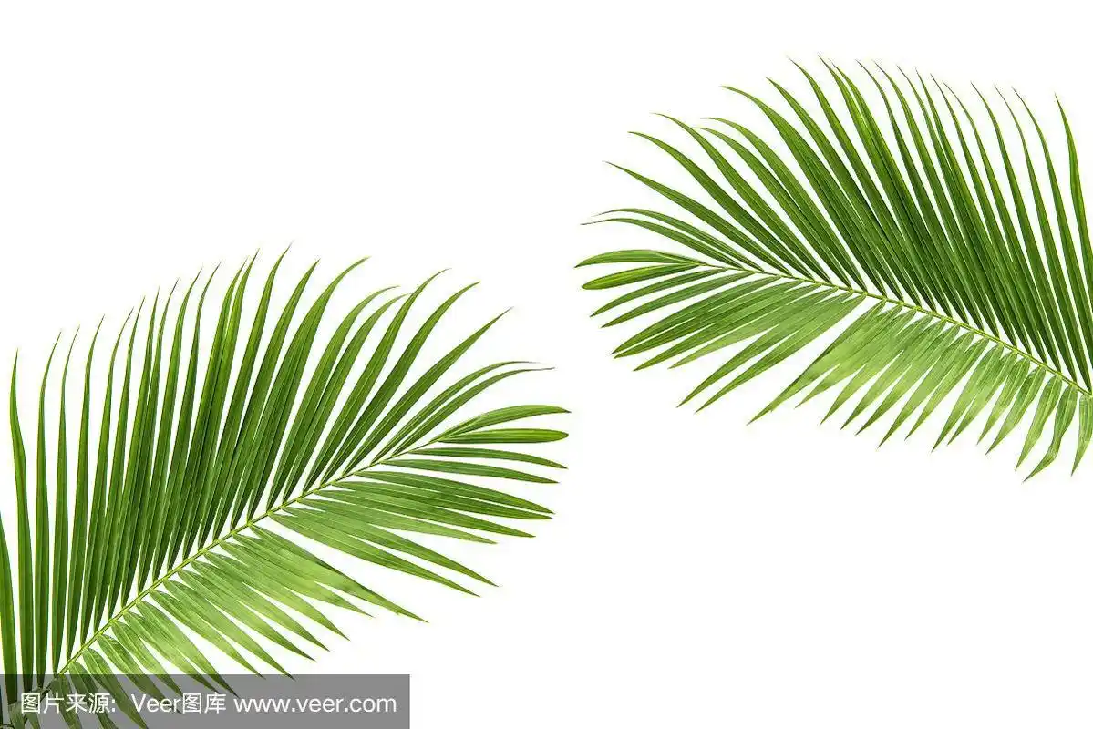 热带椰子叶孤立在白色背景,夏季背景