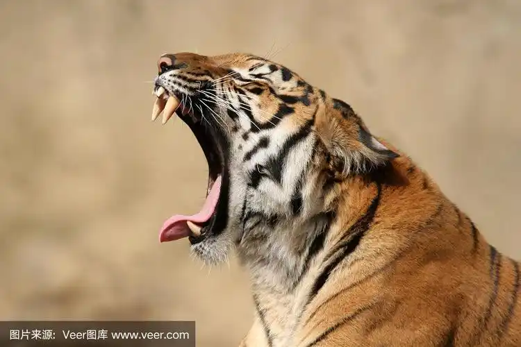 近距离拍摄的咆哮的老虎在野外