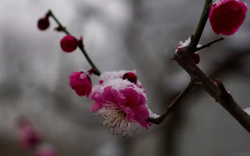 雪中梅花