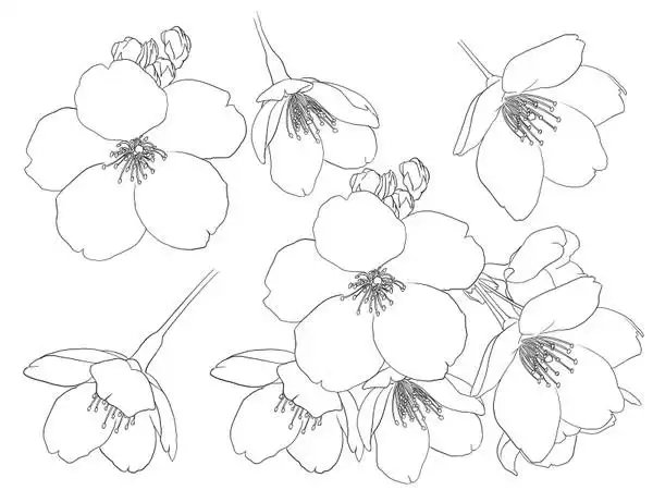 收集图案,设计,纹身素材,纹身师余欢欢,水墨画樱花线描素材纹身素材