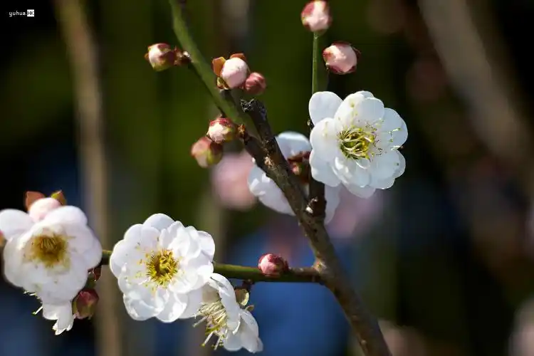 潮塘宫粉梅花一