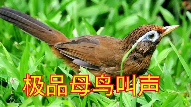 1,画眉母鸟叫声大全