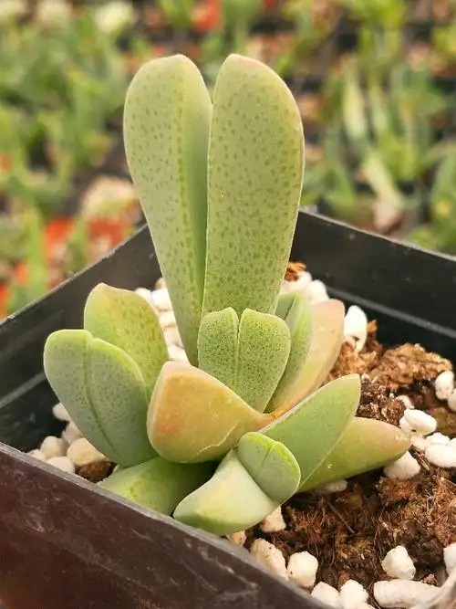 皓鲜肉馆番杏科蟹钳系列兔子耳朵萌肉满额包邮多肉植物