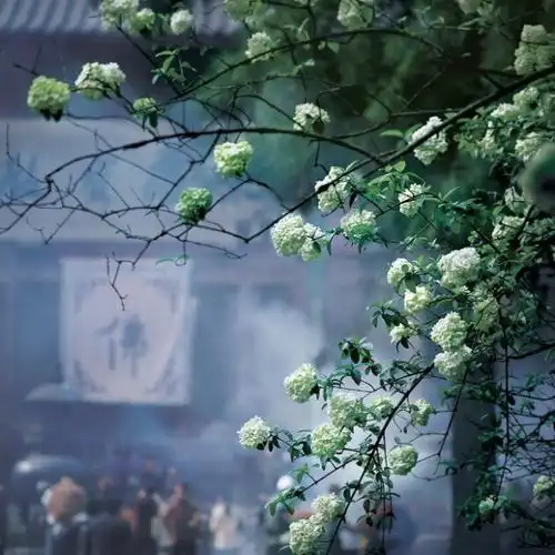 禅意摄影季赛征稿启事第六期2020年四季度