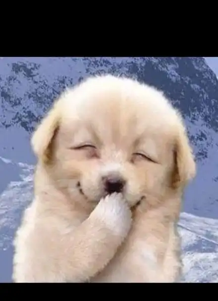 模板创作#影视剪辑#萌宠#开怀大笑