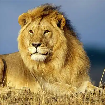 狮子头像高清图片 高清霸气真实雄狮头像图片大全 - 微信头像 - 潮人