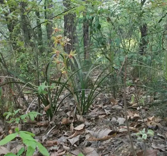 6苗兰花苗野生蕙兰下山兰草室内书房桌面花卉盆景客厅绿植物盆栽