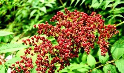 珍珠梅图片珍珠梅花期图果期图欣赏图