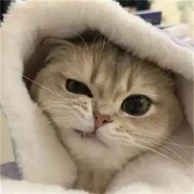 非常可爱又很呆萌的小动物头像