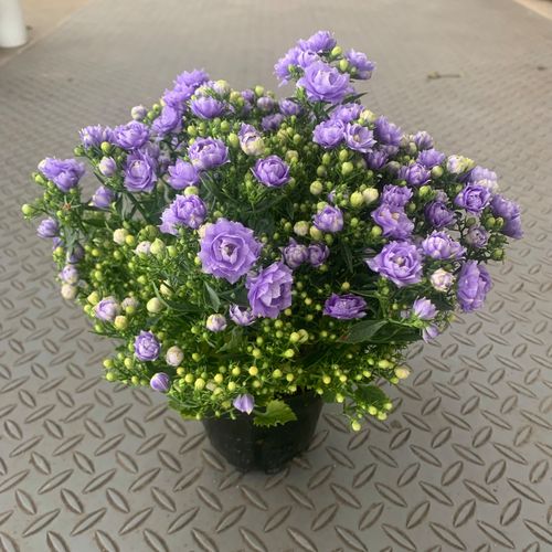 重瓣丹麦风铃盆栽阳台观花风铃草铃铛花多年生草本植物花期长包邮