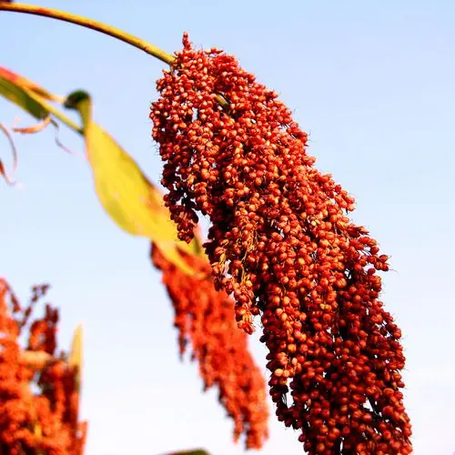 2019带皮红高粱米带壳未脱皮红高梁酿酒喂鸽子饲料杂粮带皮红高粱
