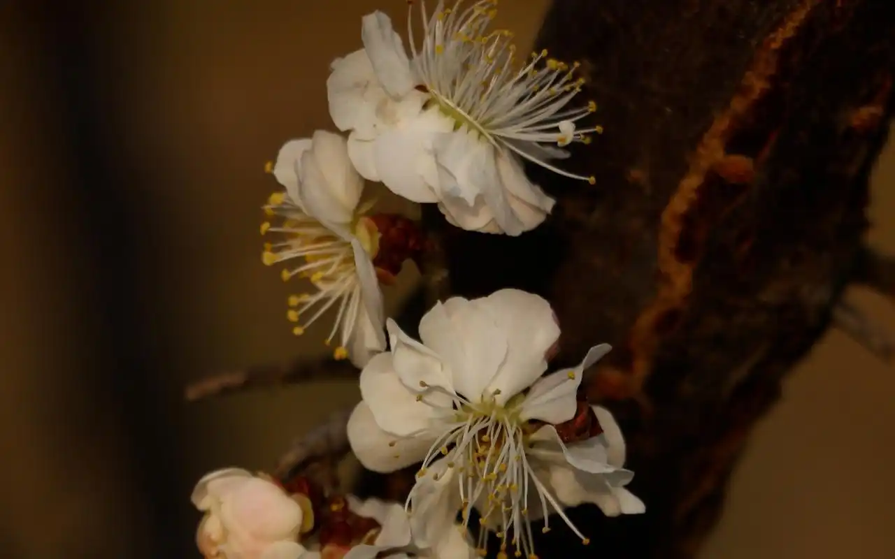 漂亮的梅花唯美高清桌面壁纸