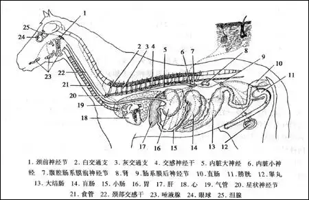 课程讲解-动物解剖与组织胚胎学