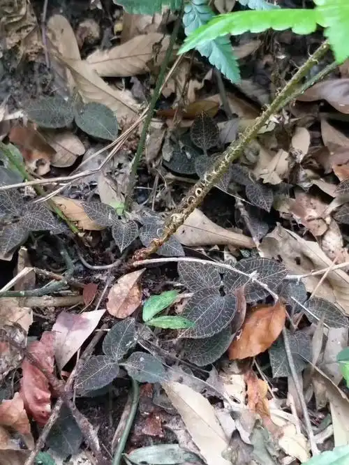 求购野生金钱莲