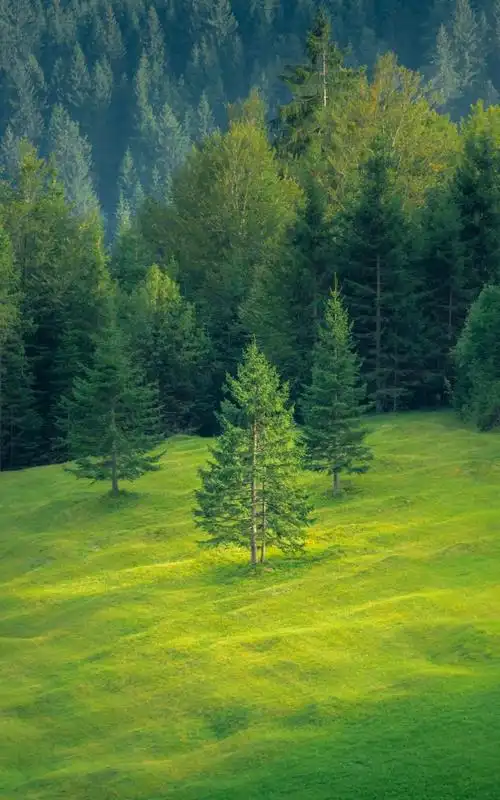 翠绿的森林风光,高清图片,手机壁纸