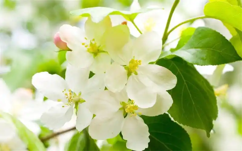 清新风格简洁淡雅桌面壁纸,风景壁纸,清新,淡雅,壁纸,简洁,风格,壁纸