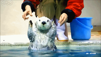 你的水獭表情包要灭绝了救救它们吧