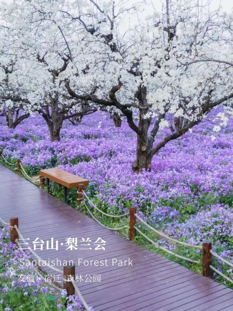 当紫海遇到梨花 | 宿迁三台山花海94.94 著名的宿迁三台 - 抖音