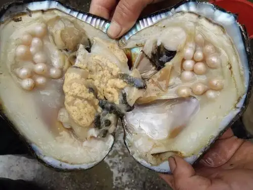 淡水珍珠蚌批发5-10年鲜活珠蚌活体珍珠河蚌养殖基地直发珍珠贝
