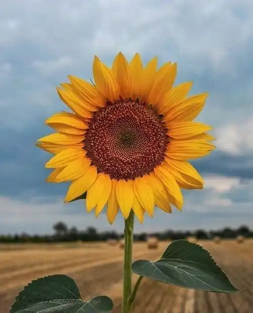 2020最舒服的早安心语,简短走心,情商超高