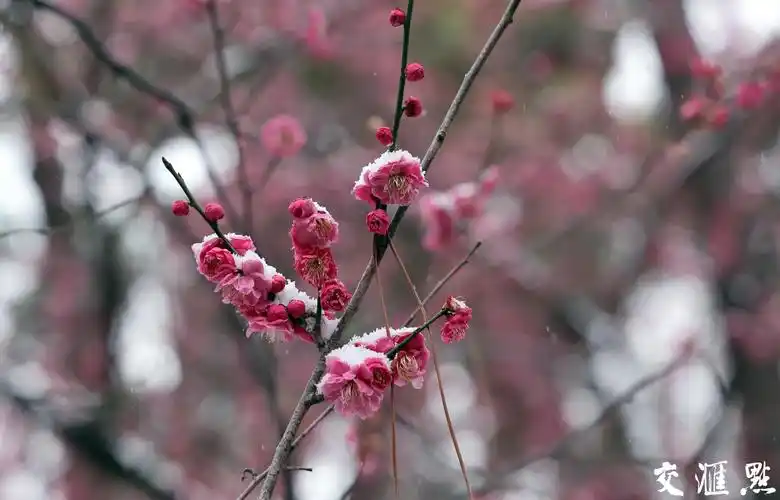 雪中梅花枝头俏