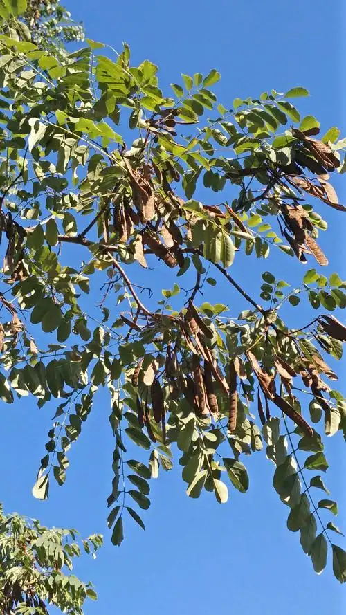 春天花开如雪一般白的槐树,尔今也缀满了一串串褐色的果实.