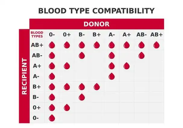 四大血型寿命排行公布,a血型寿命排老几呢?看看第一名是哪个?