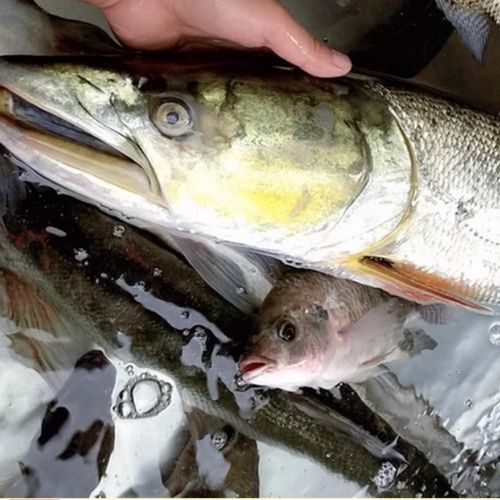 超大新鲜腌制鳡鱼干15斤4斤【10天内发货】