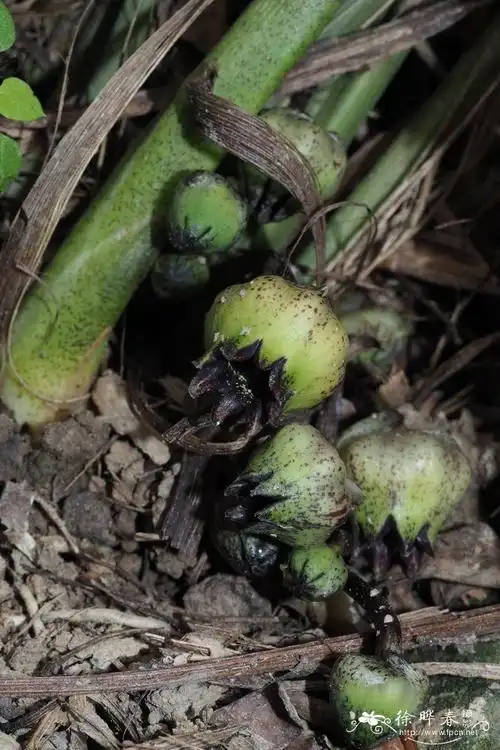 小花蜘蛛抱蛋aspidistra minutiflora