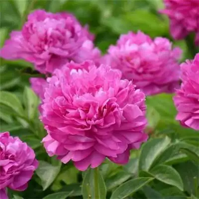 适合做头像的牡丹花朵图片 高清花开富贵牡丹_微信头像_头像屋