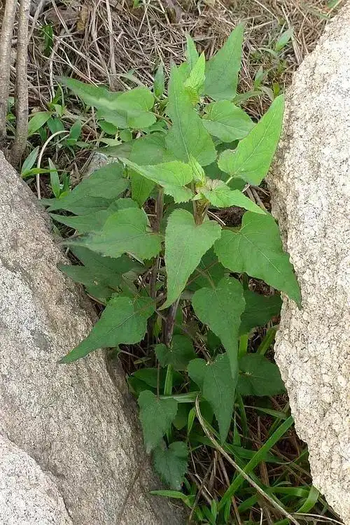 山林里一种普通野草,过去人们称它为"老母鸡肉",根部价值珍贵