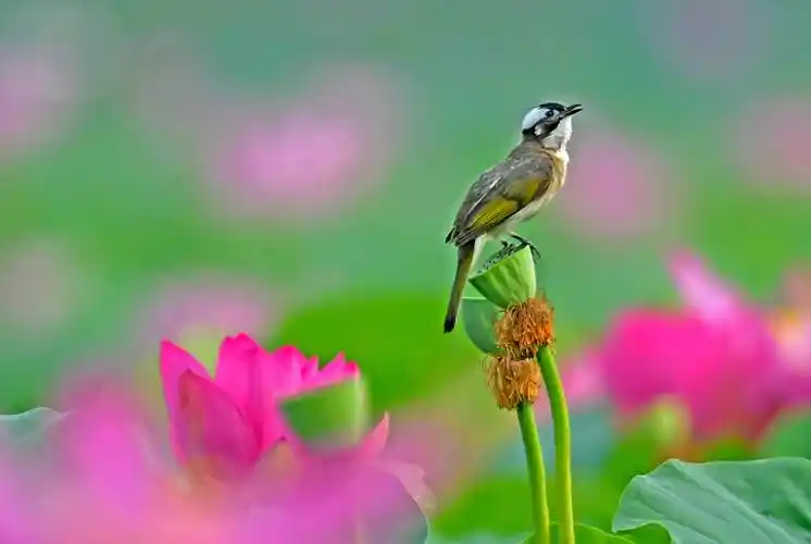 荷塘花鸟画(十八)——满塘荷花红,莲蓬白头鹎._保护_鸟类_满是