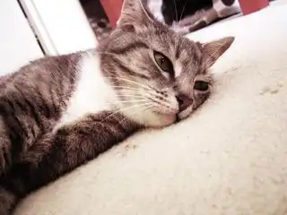 猫咪累趴了可爱倒地gif动图_动态图_表情包下载_soogif