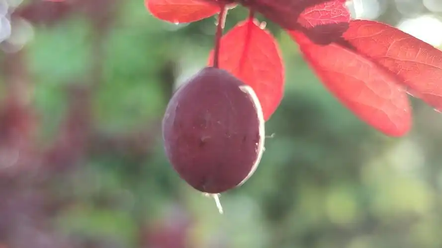 美人梅的果子首次见