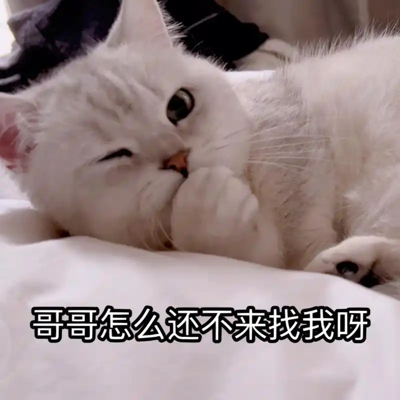 表情包 ee们好,情人节就由小刚咪助力各位做一只迷人的钓系小猫咪95