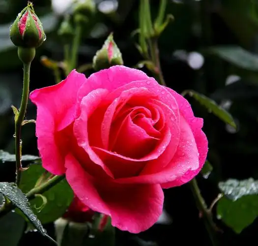雨天拍出的花挂满了小水珠,象是镶满了亮晶晶的宝石,娇艳欲滴,漂亮极