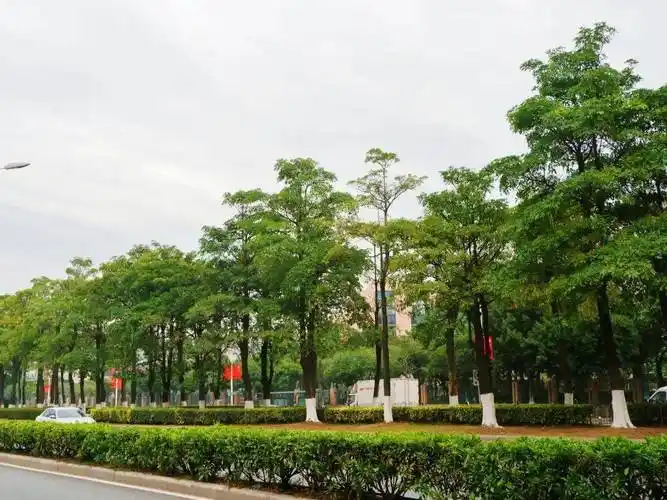 我为群众办实事补植行道树打造公路绿化主心骨