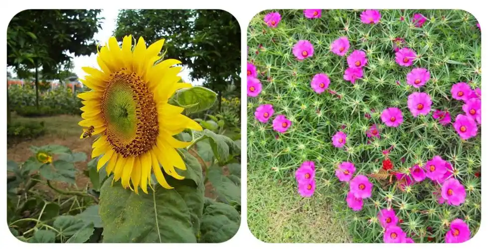 绿化树品种大全(100种绿化带或路边常见的花草树木)