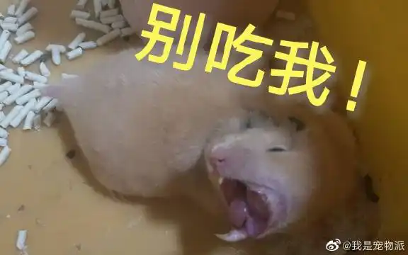 萌宠#仓鼠一听要被红烧吃掉,吓得一脸懵逼!不敢置信!