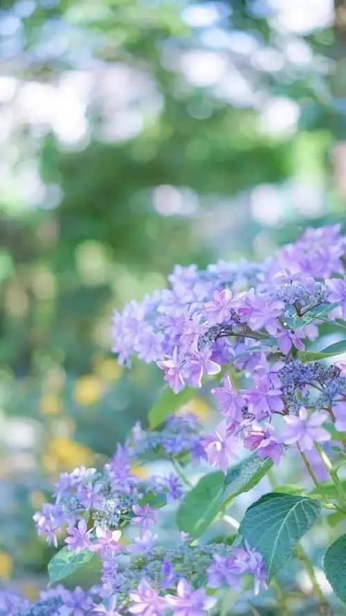 小清新绣球花唯美简约花语,高清图片,手机锁屏桌面-壁纸族