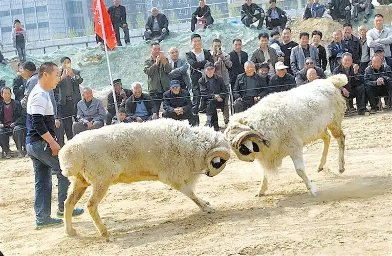 众多斗羊爱好者慕名而来,纷纷带领自己的"爱将"在擂台上一决高下