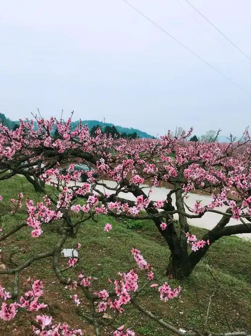 十里桃花潋滟一地春色,享受最美的春天