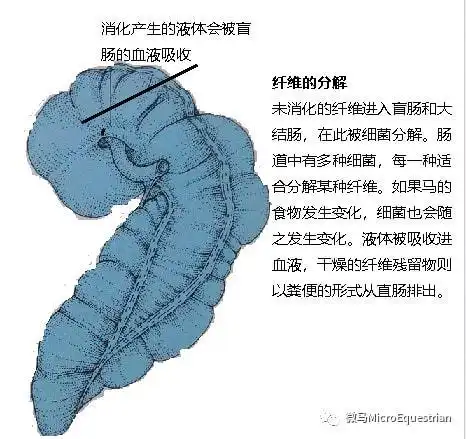 马的胃很小,所以马必须不停地吃东西才能得到所需要的营养(少食多餐).