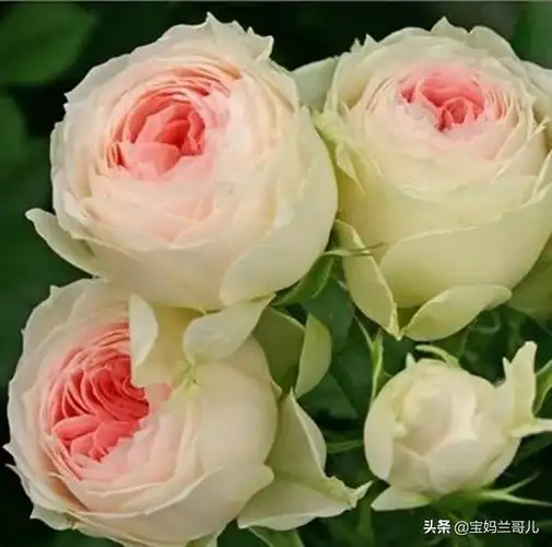 朱丽叶玫瑰多少钱一支(全世界最贵的月季花价格)_金纳莱网