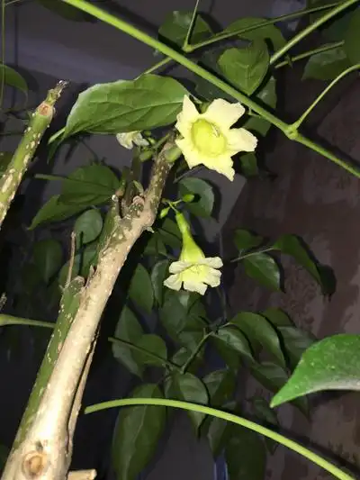 邹城一市民家中绿宝树开花比铁树开花还难见