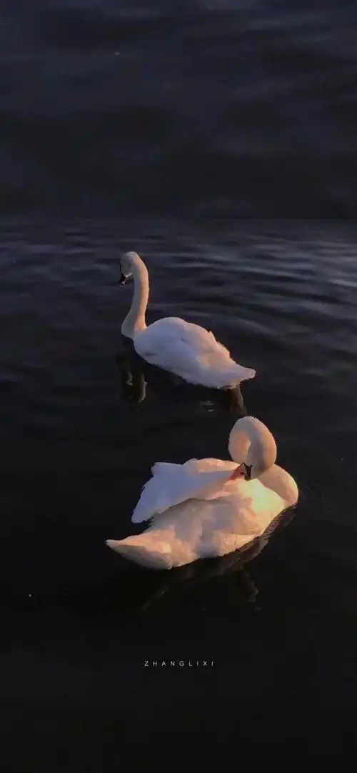 抖音热门壁纸我和你无冤无仇你为什么拿我当傻子