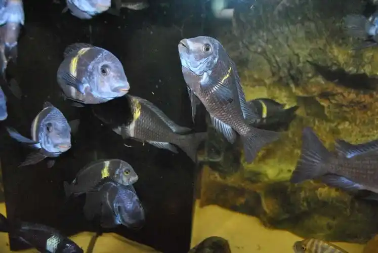 转让野生三湖蓝面蝴蝶tropheus duboisi maswa(继续)