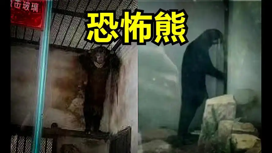 近年来逐渐从可爱变成恐怖的熊科动物,浅谈这种现象为何产生