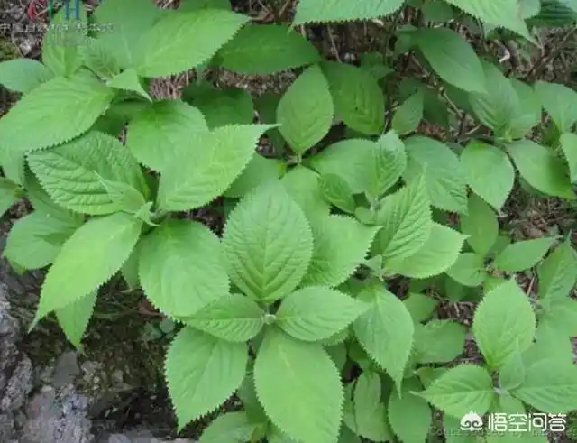 ③徐长卿,又叫做逍遥竹,英雄草,配合山楂用来治疗蝮蛇咬伤.