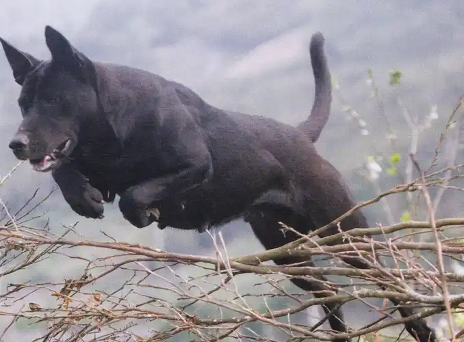 p>台湾犬,拼音为tái wān quǎn,是在 a target="_blank" href="